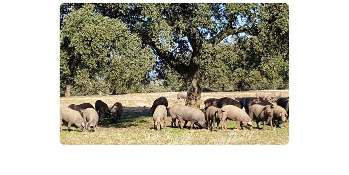 Nuestros cerdos ibéricos bajo una encina de nuestra dehesa